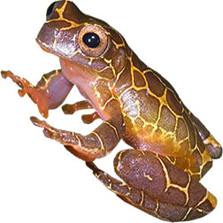 Hourglass Tree Frogs